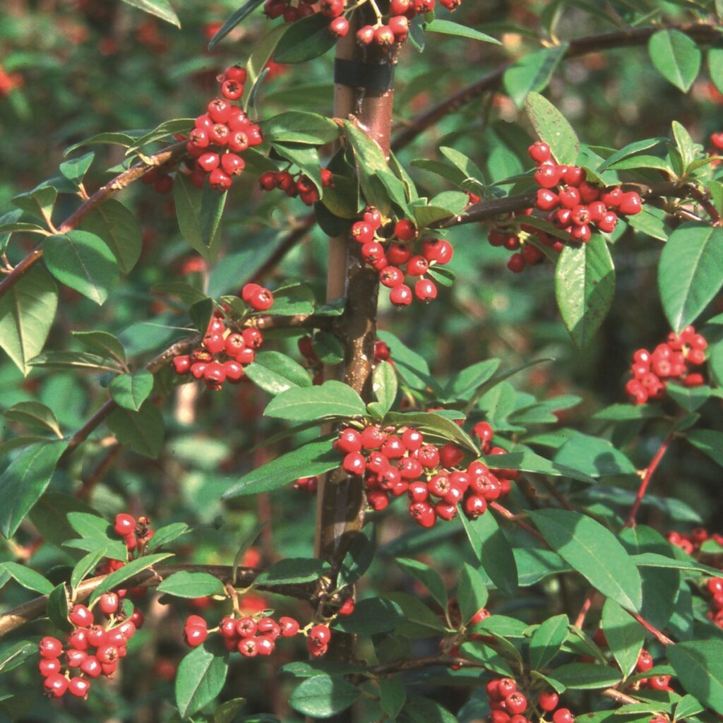 Cotoneaster ‘Hybridus Pendulus’ Cotoneaster Tree 5038838003110 2